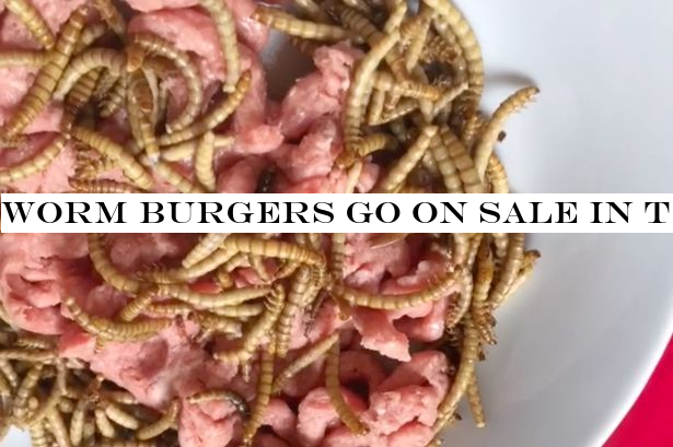 Worm burgers go on sale in the UK - and creator says they're 'tastier than beef'