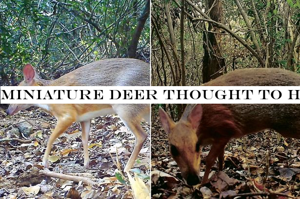 Miniature deer thought to have gone extinct 30 years ago is rediscovered in Vietnam