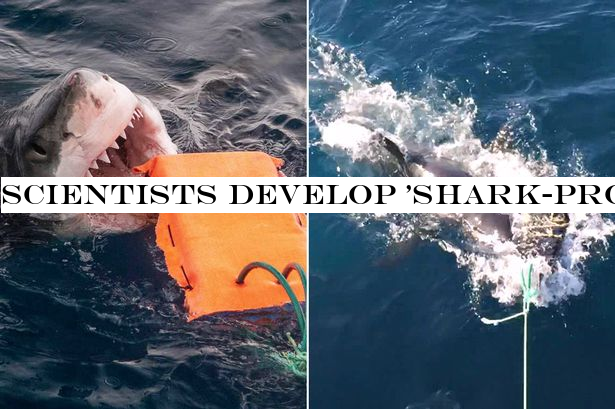 Scientists develop 'shark-proof wetsuit' that can withstand bites from Great Whites