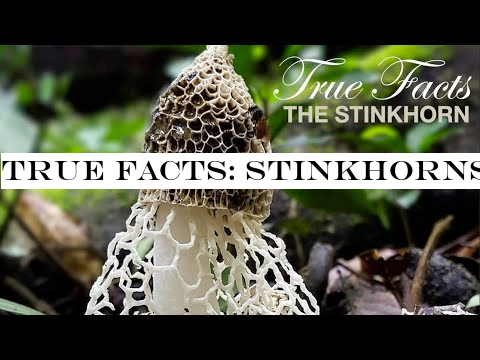 True Facts: Stinkhorns