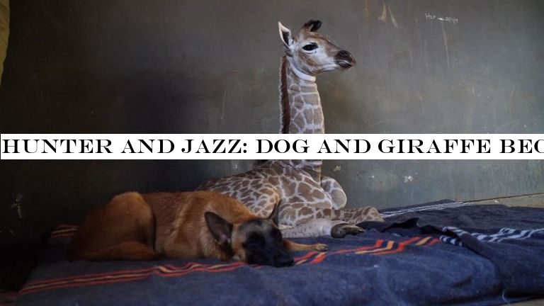 Hunter and Jazz: Dog and giraffe become best of friends