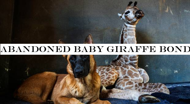 Abandoned baby giraffe bonds with dog at animal orphanage