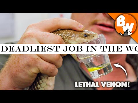 Deadliest Job in the World - Australian Snake Milker!