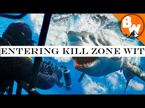 Entering Kill Zone with Great White Sharks!