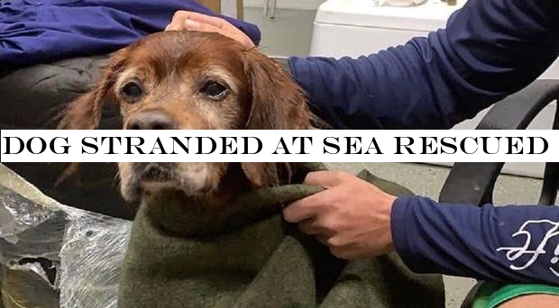 Dog stranded at sea rescued by Coast Guard