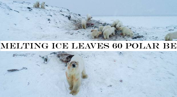 Melting ice leaves 60 polar bears near village