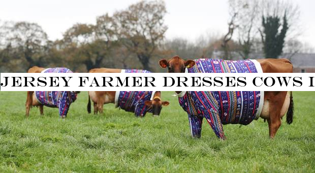 Jersey farmer dresses cows in Christmas jumpers to usher in festive spirit