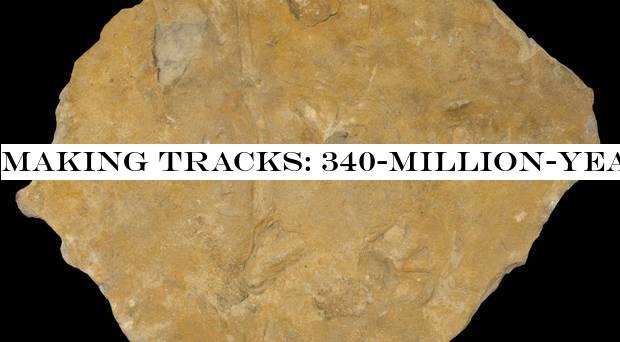 Making tracks: 340-million-year-old footprints of huge amphibian found in fossil from Yorkshire