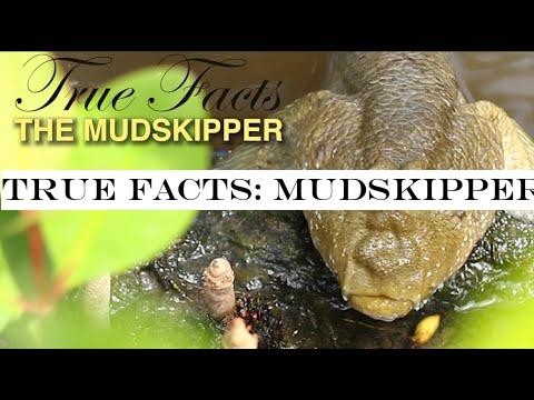 True Facts: Mudskippers