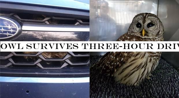 Owl survives three-hour drive trapped in grille of car