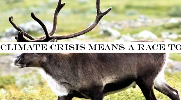 Climate crisis means a race to save Sweden's reindeer