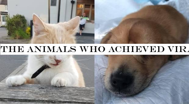 The animals who achieved viral stardom in 2019