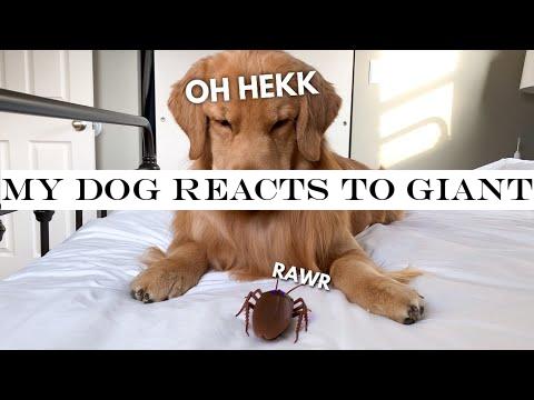 My Dog Reacts to Giant Cockroach