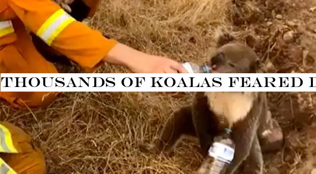 Thousands of koalas feared dead as massive Australian wildfires destroy habitat