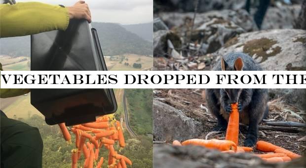 Vegetables dropped from the sky in Australia for fire-affected wallabies