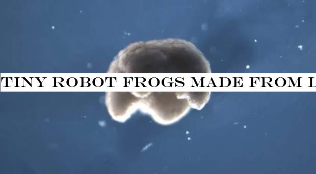 Tiny robot frogs made from living cells 'an entirely new life-form'