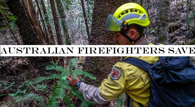 Australian firefighters save one of the worldrarest trees