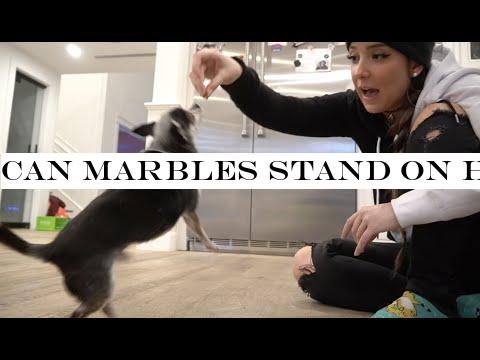 Can Marbles Stand On His Hind Legs?