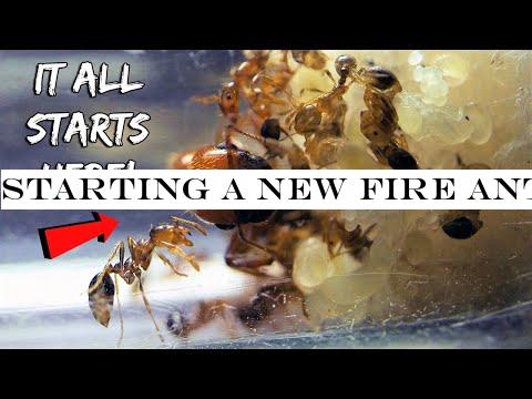 STARTING A NEW FIRE ANT COLONY | REBIRTH OF THE FIRE ANTS