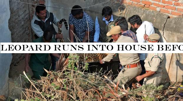 Leopard runs into house before being captured in India