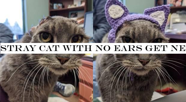 Stray cat with no ears get new crocheted set and finds new home