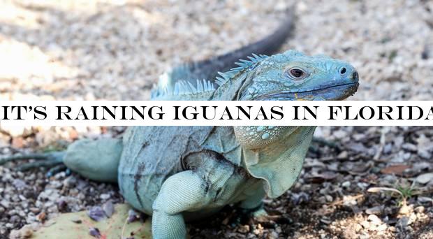 Itraining iguanas in Florida as reptiles fall from trees