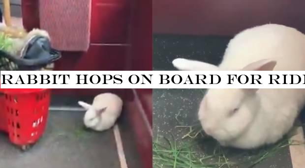 Rabbit hops on board for ride on London bus