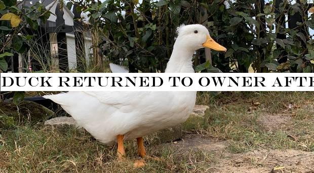 Duck returned to owner after getting lost in the post