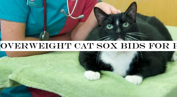 Overweight cat Sox bids for place in pet slimming contest