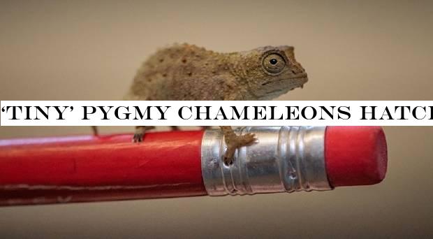 ‘Tiny& pygmy chameleons hatch at Chester Zoo