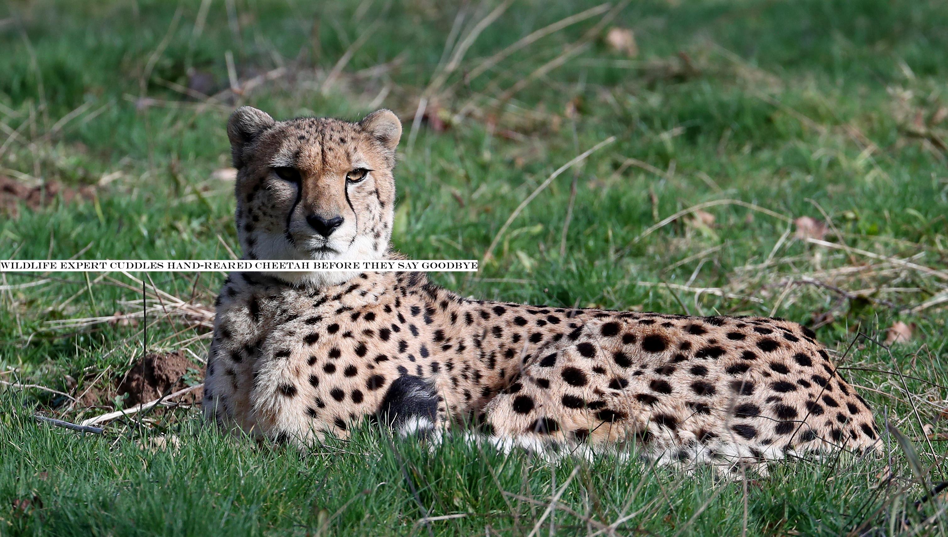 Cheetahs to be rewilded