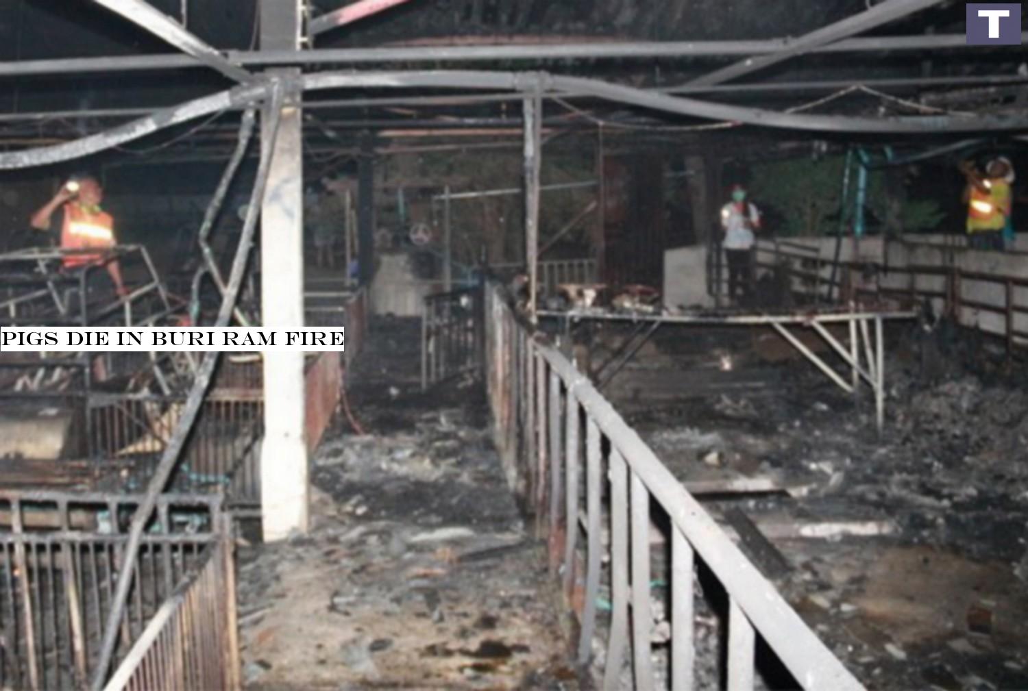 Pigs perish in Buri Ram fire