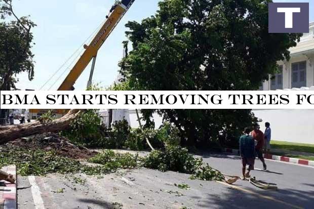 BMA starts removing trees for walkway scheme