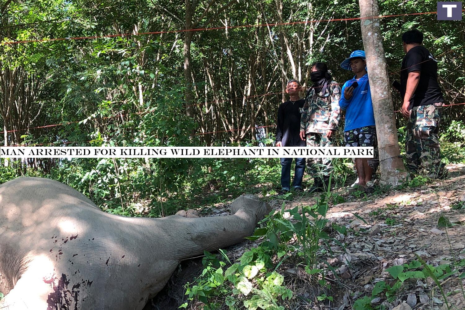 Man arrested for killing wild elephant in national park